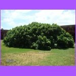 Largest Fig Tree in the World.jpg